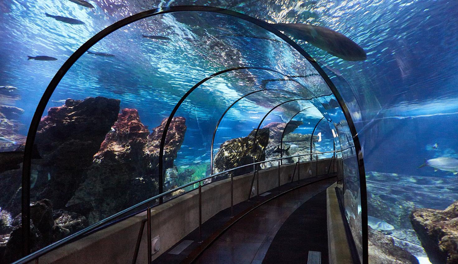 Aquarium Barcelona Rotterdam Square Mall s New Owner Plans Aquarium 