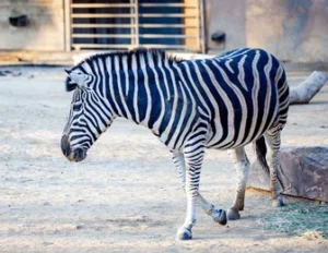 zoo barcelona