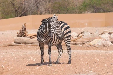 zoo barcelona