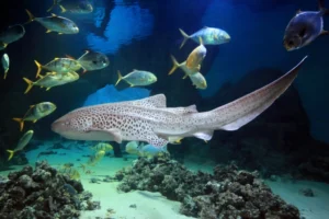 aquarium barcelona