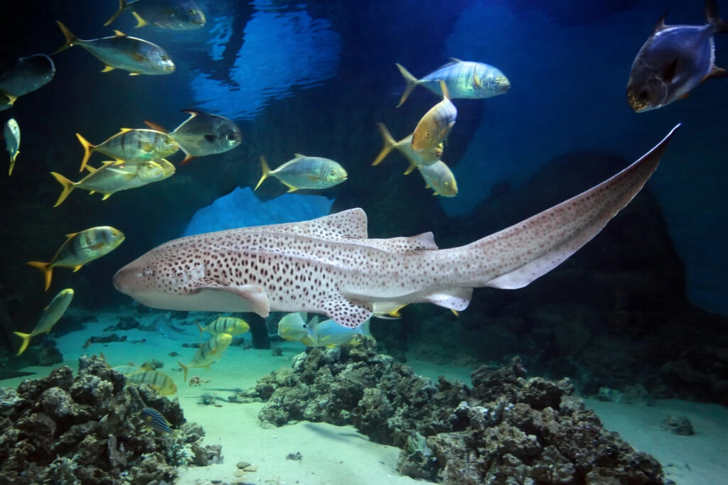 aquarium barcelona
