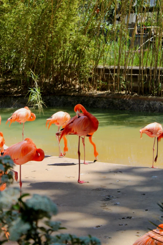 barcelona zoo